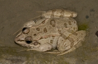 Pelophylax ridibundus, Banjë