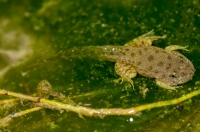 Pelophylax ridibundus, Banjë