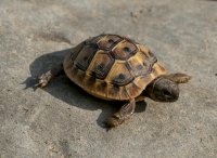 Testudo hermanni, Banjë