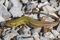 Lacerta viridis komplex, sedlo Cajupit