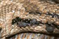Ticks on Elaphe quatuorlineata, Cajupit pass