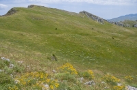 Mountain meadow, S Albania
