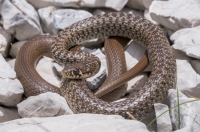 Hierophis gemonensis, southern Albania