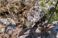 Algyroides nigropunctatus, Cajupit pass