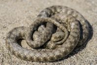 Natrix tessellata, Uznovë
