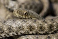 Natrix tessellata, Uznovë
