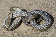 Natrix tessellata, Uznovë
