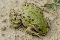 Pelophylax cf. ridibundus, Uznovë
 