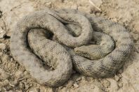 Natrix tessellata, Uznovë
