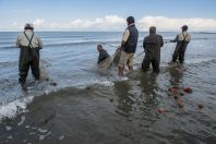 Fishermen, Divjake-Karavasta NP