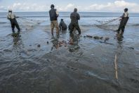 Fishermen, Divjake-Karavasta NP