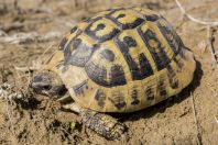 Testudo hermanni, Divjake-Karavasta NP