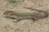 Podarcis tauricus, Divjake-Karavasta NP