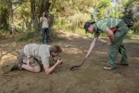 Guys with Hierophis gemonensis, Divjake-Karavasta NP