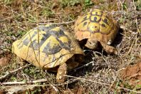 Testudo hermanni, Maliq