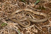 Dolichophis caspius, Maliq 