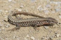 Podarcis muralis, Kijevë