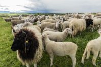 Local livestock, Kosovo