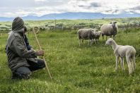 Shepherd, Kosovo