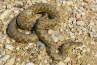 Natrix tessellata, Valarë