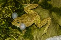 Pelophylax sp., Benjë