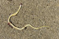 Dolichophis caspius, Bredhi i Hotovës NP