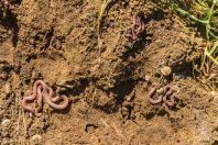 Xerotyphlops vermicularis, Petran