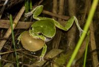 Hyla arborea, Shelegur-Gërmenj