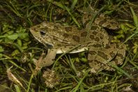 Pelophylax sp., Shelegur-Gërmenj