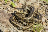 Natrix natrix, Shelegur-Gërmenj