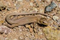 Lacerta viridis, Qafe Thanë
