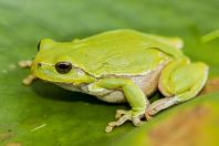 Hyla arborea, Buzëliqen