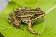 Pelophylax sp., Buzëliqen