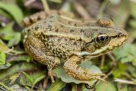 Pelophylax sp., Buzëliqen