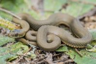 Natrix tessellata, Buzëliqen