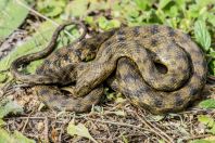 Natrix tessellata, Buzëliqen