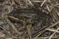 Pelophylax shqipericus, Virpazar