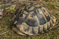 Testudo hermanni, Virpazar