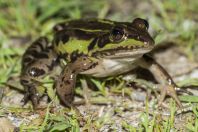 Pelophylax shqipericus, Virpazar