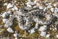 Vipera ammodytes, Virpazar