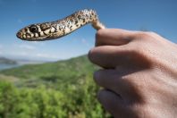 Hierophis gemonensis, Virpazar