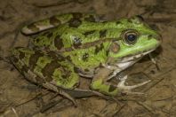 Pelophylax ridibundus, Besa