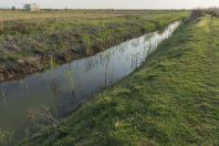 Biotope Pelophylax shqipericus, Nishaj