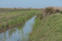 Biotope Pelophylax shqipericus, Nishaj