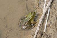 Pelophylax shqipericus, Nishaj