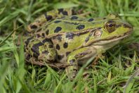 Pelophylax shqipericus, Nishaj