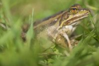 Pelophylax shqipericus, Nishaj