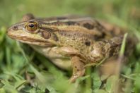 Pelophylax shqipericus, Nishaj