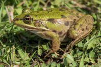 Pelophylax shqipericus, Nishaj