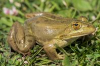 Pelophylax shqipericus, Nishaj